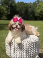 AKC Sable Parti, a female Shih Tzu for sale in Paducah, KY – 5 of 10