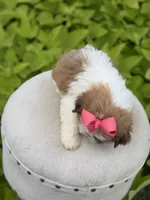 Sable parti, a female Shih Tzu for sale in Paducah, KY – 3 of 4