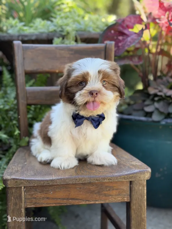 Sable parti boy  – Shih Tzu puppy for sale in Paducah, KY