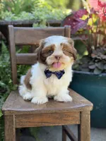 Sable parti boy , a male Shih Tzu for sale in Paducah, KY – 1 of 10