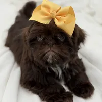 AKC Chocolate, a female Shih Tzu for sale in Paducah, KY – Photo 9 of 10