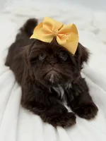 AKC Chocolate, a female Shih Tzu for sale in Paducah, KY – Photo 9 of 10