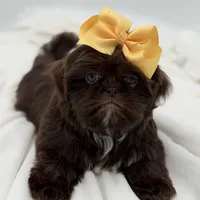 AKC Chocolate, a female Shih Tzu for sale in Paducah, KY – Photo 6 of 10