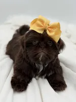 AKC Chocolate, a female Shih Tzu for sale in Paducah, KY – Photo 6 of 10