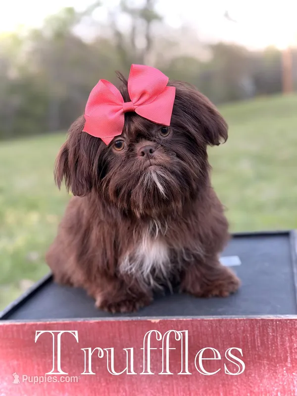 AKC Chocolate – Shih Tzu puppy for sale in Paducah, KY