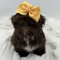 AKC Chocolate, a female Shih Tzu for sale in Paducah, KY – Photo 10 of 10