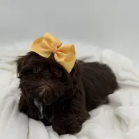 AKC Chocolate, a female Shih Tzu for sale in Paducah, KY – Photo 3 of 10