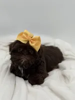 AKC Chocolate, a female Shih Tzu for sale in Paducah, KY – Photo 3 of 10