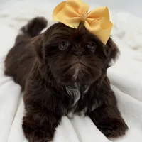 AKC Chocolate, a female Shih Tzu for sale in Paducah, KY – Photo 1 of 10