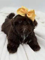 AKC Chocolate, a female Shih Tzu for sale in Paducah, KY – Photo 1 of 10