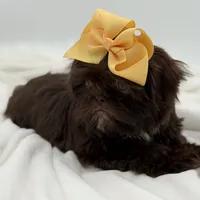 AKC Chocolate, a female Shih Tzu for sale in Paducah, KY – Photo 2 of 10