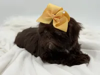 AKC Chocolate, a female Shih Tzu for sale in Paducah, KY – Photo 2 of 10