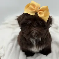 AKC Chocolate, a female Shih Tzu for sale in Paducah, KY – Photo 7 of 10