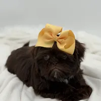 AKC Chocolate, a female Shih Tzu for sale in Paducah, KY – Photo 5 of 10