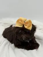 AKC Chocolate, a female Shih Tzu for sale in Paducah, KY – Photo 5 of 10