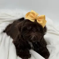 AKC Chocolate, a female Shih Tzu for sale in Paducah, KY – Photo 8 of 10