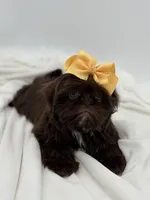 AKC Chocolate, a female Shih Tzu for sale in Paducah, KY – Photo 8 of 10