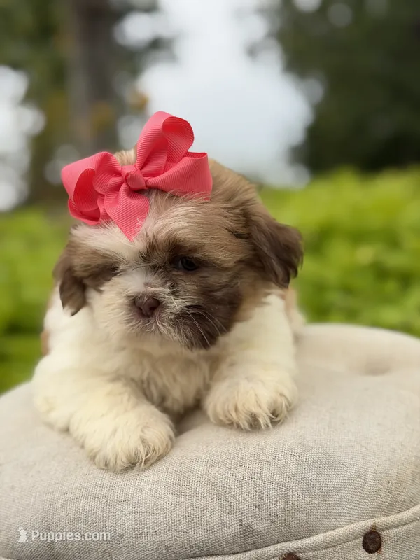 Sable parti – Shih Tzu puppy for sale in Paducah, KY