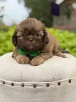 Chocolate sable, a male Shih Tzu for sale in Paducah, KY – 7 of 8
