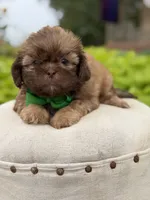 Chocolate sable, a male Shih Tzu for sale in Paducah, KY – 3 of 8