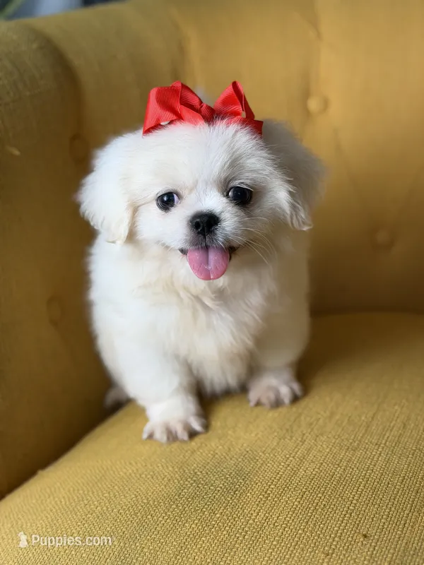 Polly – Pekingese puppy for sale in Paducah, KY