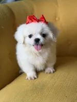 Polly, a female Pekingese for sale in Paducah, KY – 1 of 10