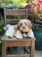 Chocolate sable , a male Shih Tzu for sale in Paducah, KY – 7 of 10