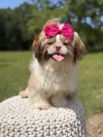 AKC Sable Parti, a female Shih Tzu for sale in Paducah, KY – 1 of 10
