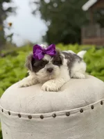 Lilac, a female Shih Tzu for sale in Paducah, KY – 8 of 10