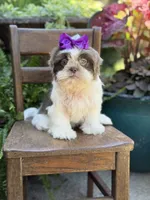 Lilac, a female Shih Tzu for sale in Paducah, KY – 4 of 10