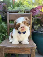 Sable parti boy , a male Shih Tzu for sale in Paducah, KY – 8 of 10