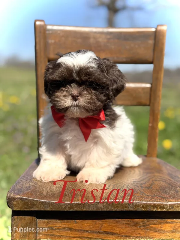 AKC Tristan – Shih Tzu puppy for sale in Paducah, KY