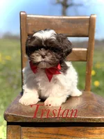 AKC Tristan, a male Shih Tzu for sale in Paducah, KY – Photo 1 of 10
