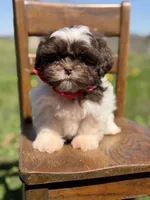 AKC Tristan, a male Shih Tzu for sale in Paducah, KY – Photo 4 of 10