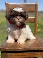AKC Tristan, a male Shih Tzu for sale in Paducah, KY – Photo 9 of 10