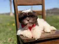 AKC Tristan, a male Shih Tzu for sale in Paducah, KY – Photo 7 of 10