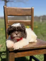AKC Tristan, a male Shih Tzu for sale in Paducah, KY – Photo 3 of 10
