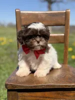 AKC Tristan, a male Shih Tzu for sale in Paducah, KY – Photo 6 of 10