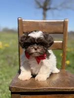AKC Tristan, a male Shih Tzu for sale in Paducah, KY – Photo 5 of 10