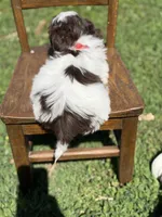 AKC Tristan, a male Shih Tzu for sale in Paducah, KY – Photo 8 of 10