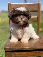 AKC Tristan, a male Shih Tzu for sale in Paducah, KY – Photo 10 of 10