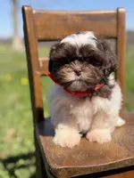 AKC Tristan, a male Shih Tzu for sale in Paducah, KY – Photo 2 of 10