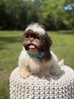 AKC Tristan, a male Shih Tzu for sale in Paducah, KY – 2 of 10