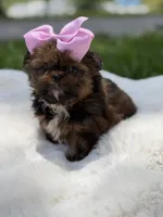 AKC Cookie, a female Shih Tzu for sale in Paducah, KY – 2 of 10