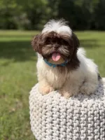 AKC Tristan, a male Shih Tzu for sale in Paducah, KY – 4 of 10