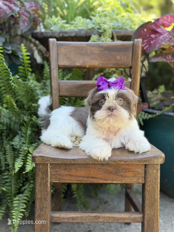 Lilac – Shih Tzu puppy for sale in Paducah, KY