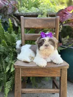 Lilac, a female Shih Tzu for sale in Paducah, KY – 1 of 10