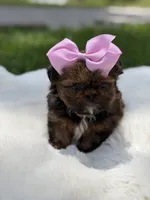 AKC Cookie, a female Shih Tzu for sale in Paducah, KY – 4 of 10