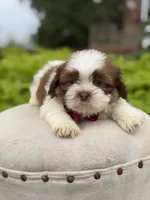 Sable parti boy , a male Shih Tzu for sale in Paducah, KY – 4 of 6