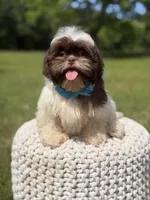 AKC Tristan, a male Shih Tzu for sale in Paducah, KY – 3 of 10